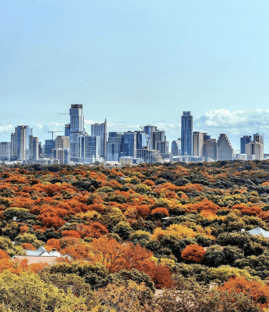 Autumn foliage with a city skyline in the background under a clear blue sky